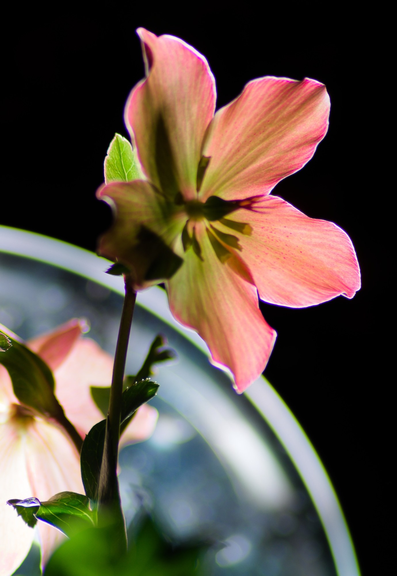 Philadelphia Flower Show — Photography / Documentation